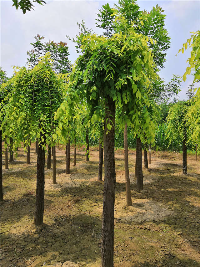 保定綠科園林喬木種植基地