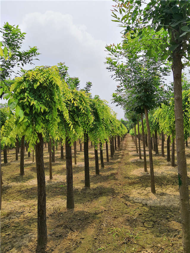 保定綠科園林喬木種植基地