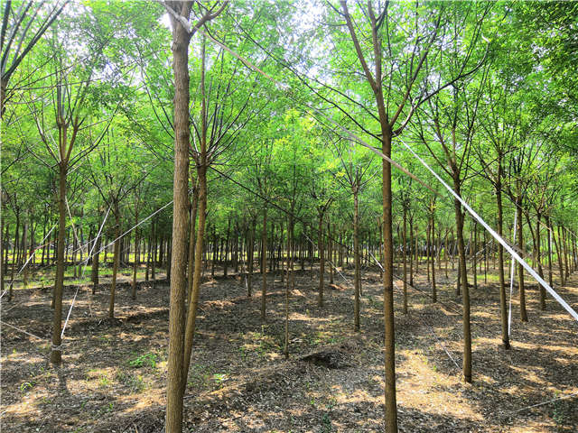 保定綠科園林種植的國槐待售中