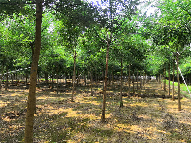 保定綠科園林種植的國槐待售中
