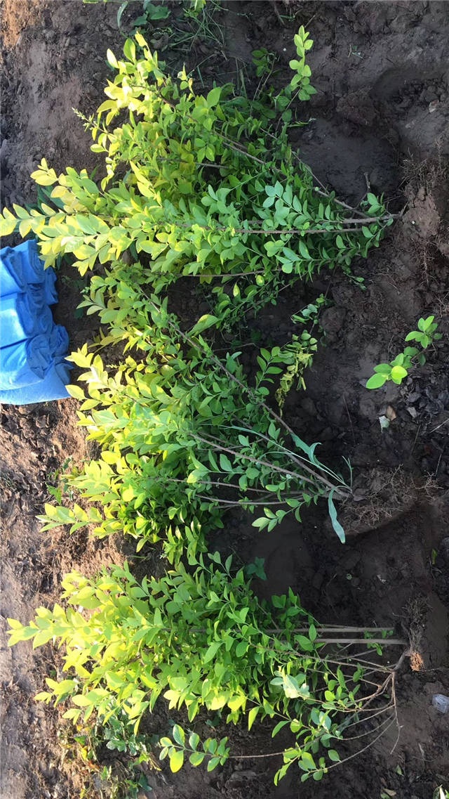 50-70公分的金葉女貞種植基地實拍