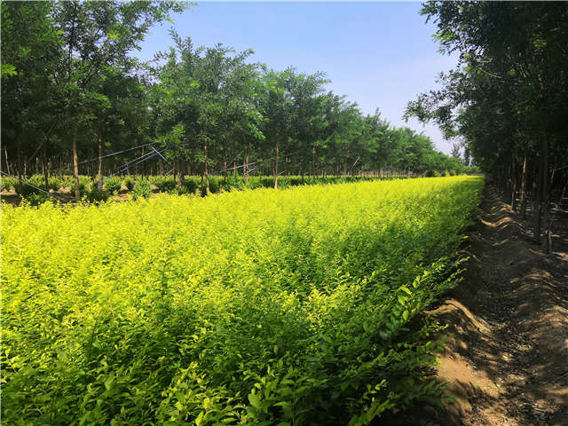50-70公分的金葉女貞種植基地實拍