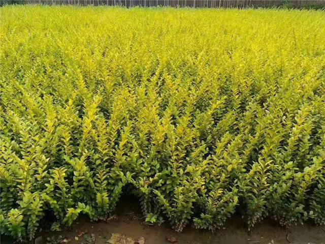 50-70公分的金葉女貞種植基地實拍