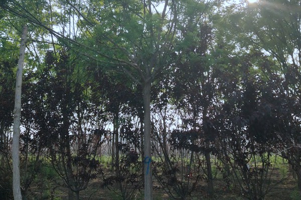國(guó)槐的種植方法