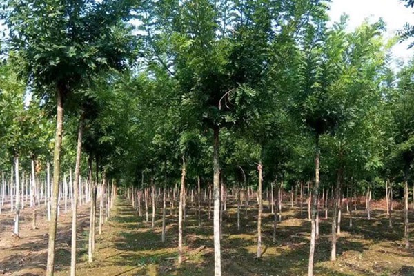 國(guó)槐的種植方法