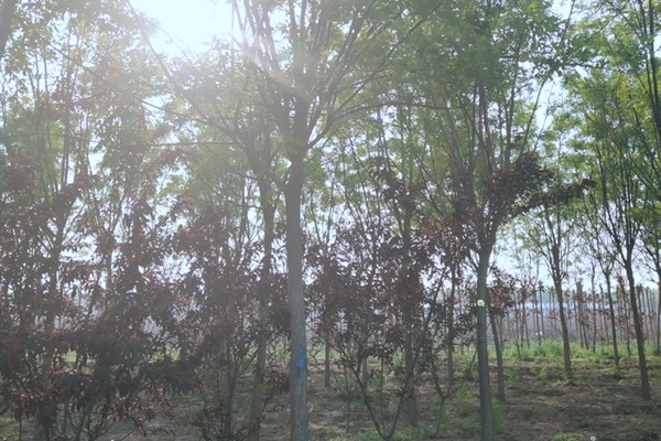 國(guó)槐的種植方法