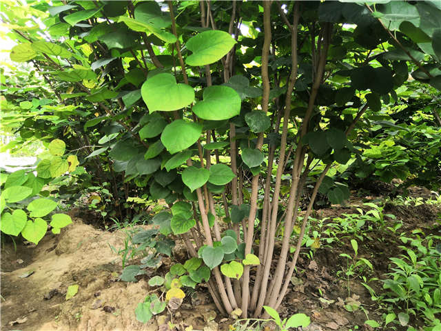 紫荊